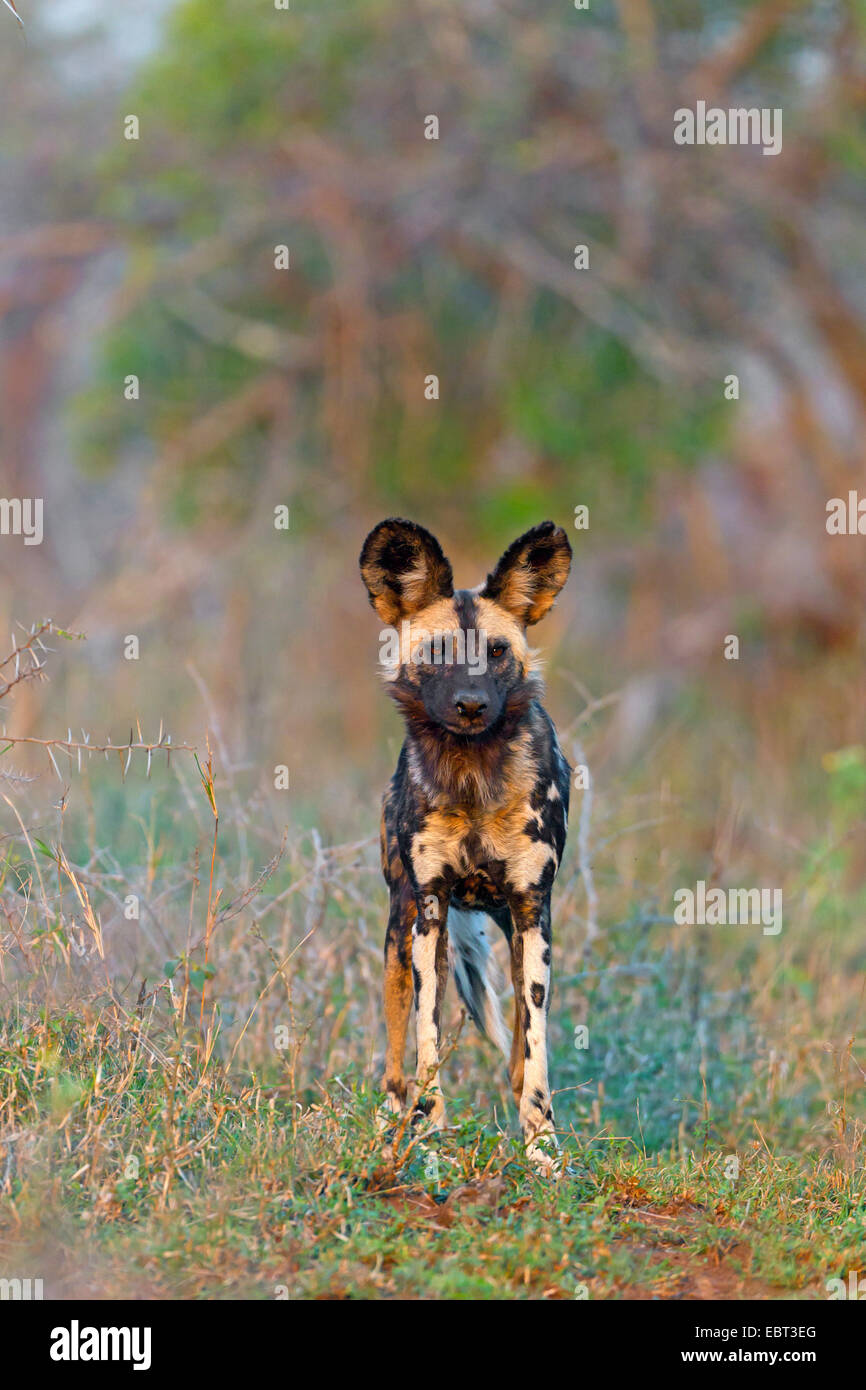 African wild dog (Lycaon pictus), in piedi nella savana, Sud Africa, Hluhluwe-Umfolozi Parco Nazionale Foto Stock