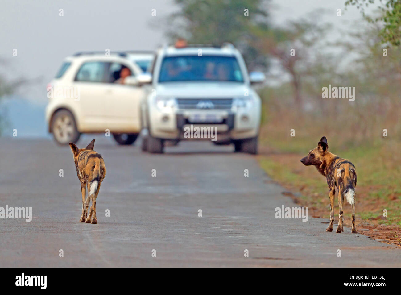 African wild dog, African Hunting dog, Capo Caccia cane, dipinto di cane lupo dipinti, verniciati cane da caccia, Spotted Dog, ornati Wolf (Lycaon pictus), due Paesi africani cani selvatici su una strada, vetture in background, Sud Africa, Hluhluwe-Umfolozi Parco Nazionale Foto Stock