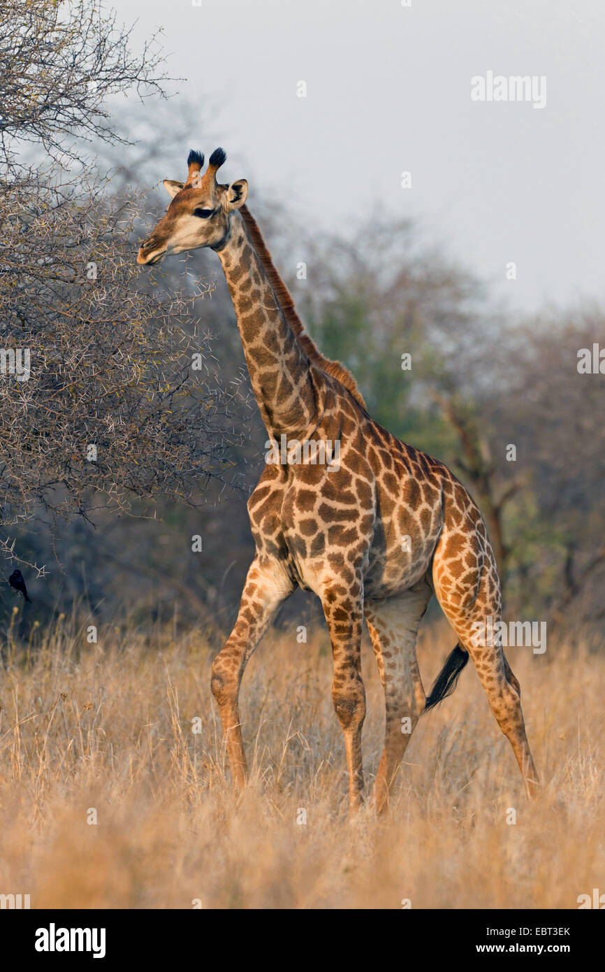 Cape giraffe (Giraffa camelopardalis giraffa), nella savana, Sud Africa, Hluhluwe-Umfolozi Parco Nazionale Foto Stock