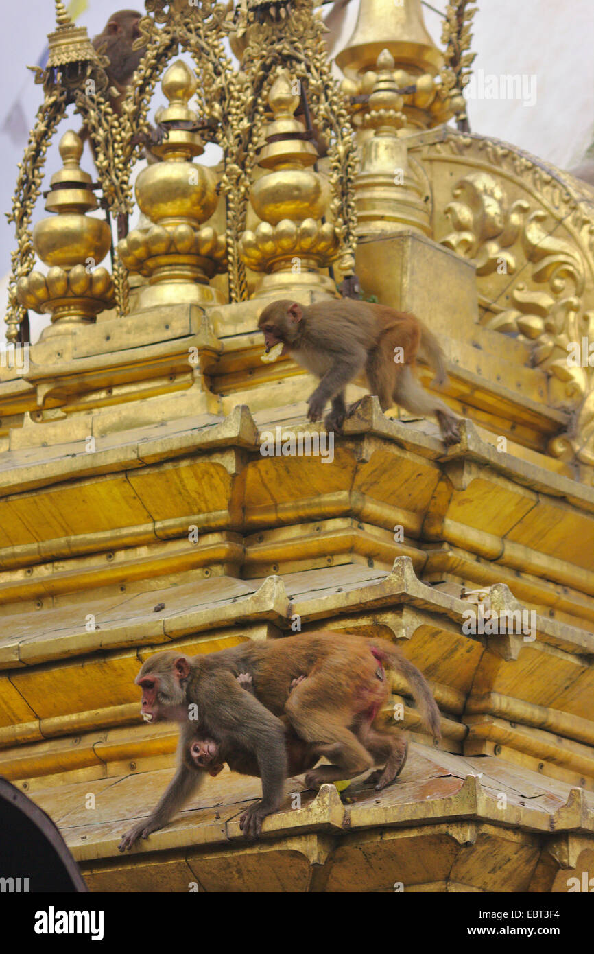 Scimmia rhesus, macacque Rhesus (macaca mulatta), scimmie in Swayambhunath, Monkey Temple, stupa, Nepal, Kathmandu Foto Stock