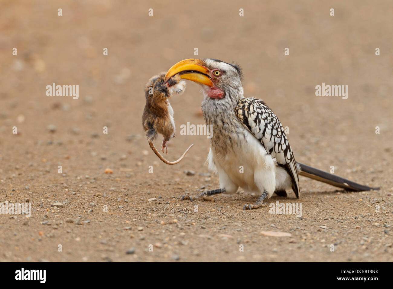 Southern Yellow-fatturati hornbill (Tockus leucomelas), seduto per terra con la preda nel becco, Sud Africa, Krueger National Park Foto Stock