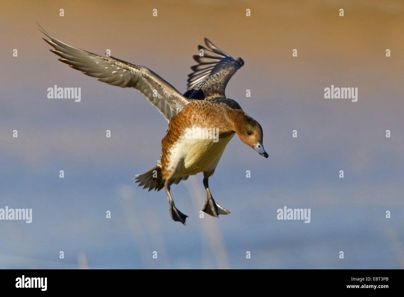 Wigeon europea (Anas penelope, Mareca penelope), lo sbarco, Paesi Bassi, Texel Foto Stock