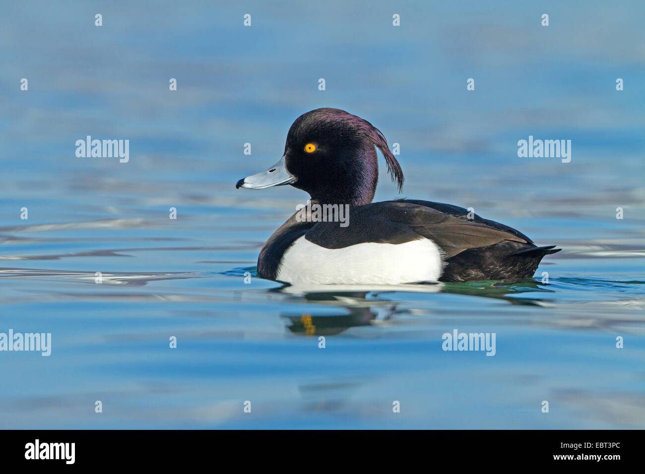 Moretta (Aythya fuligula), nuoto, GERMANIA Baden-Wuerttemberg Foto Stock