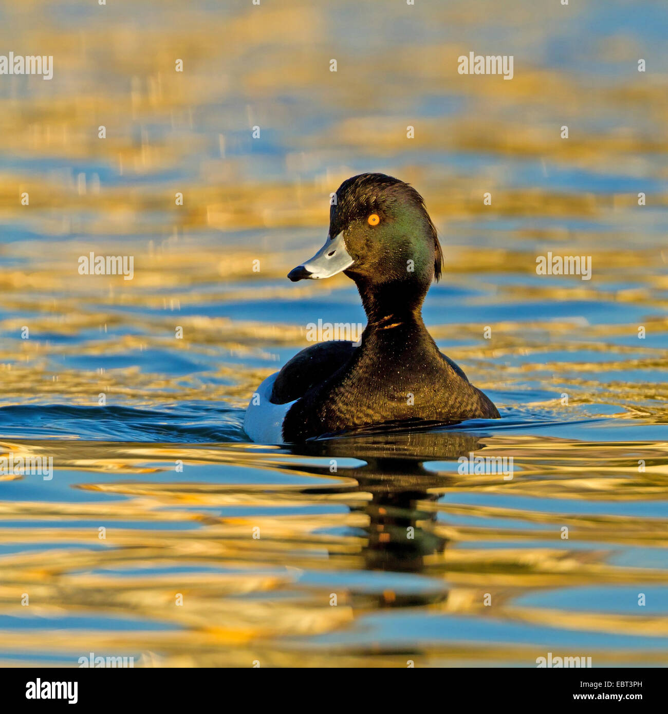 Moretta (Aythya fuligula), nuoto nella luce della sera, GERMANIA Baden-Wuerttemberg Foto Stock