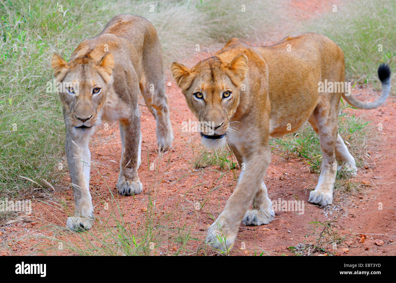 Lion (Panthera leo), due leonesse caccia, Sud Africa, Krueger National Park Foto Stock