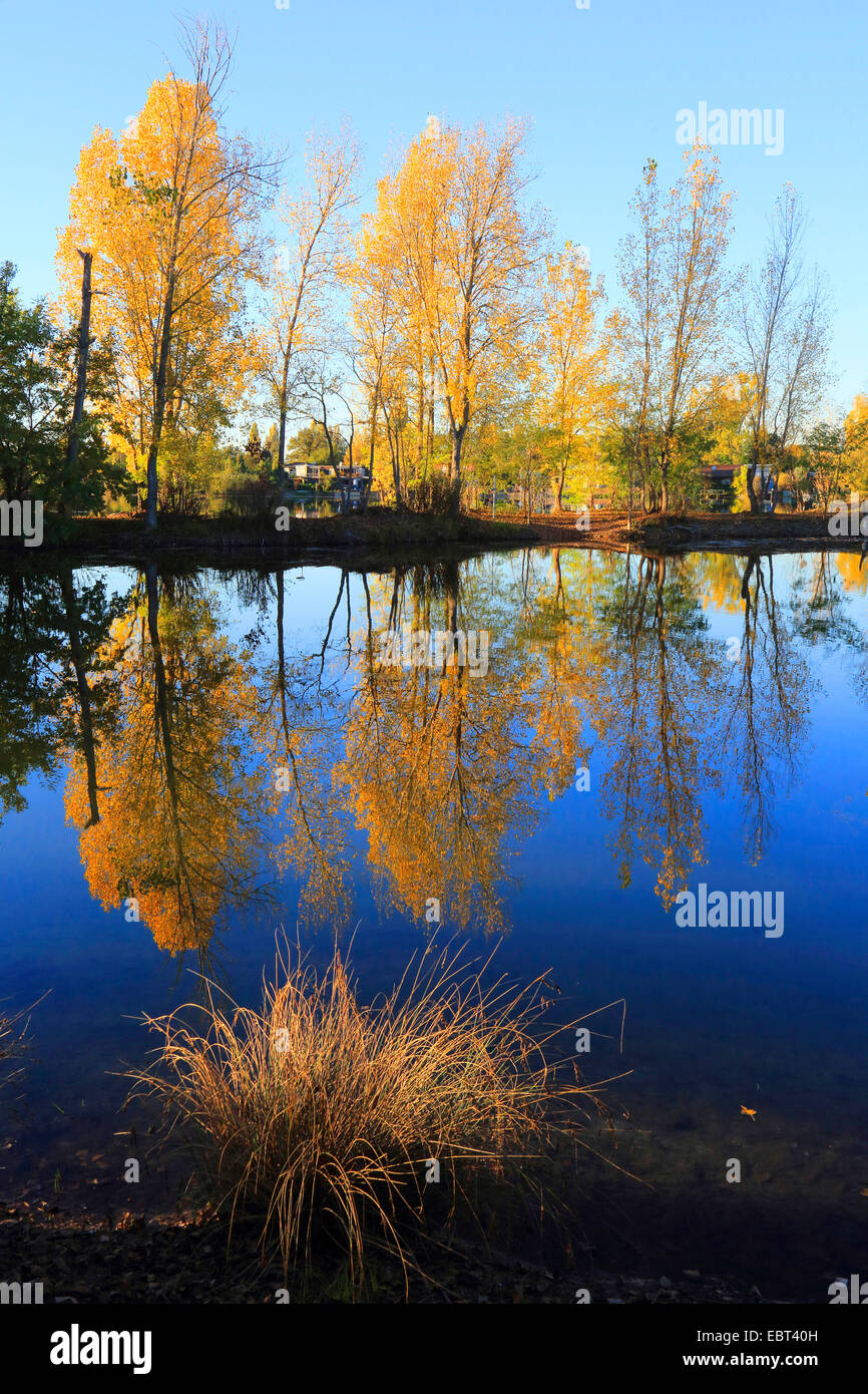 Aspen, Pioppo (Populus spec.), floodplain forest con pioppi in autunno, Germania Foto Stock