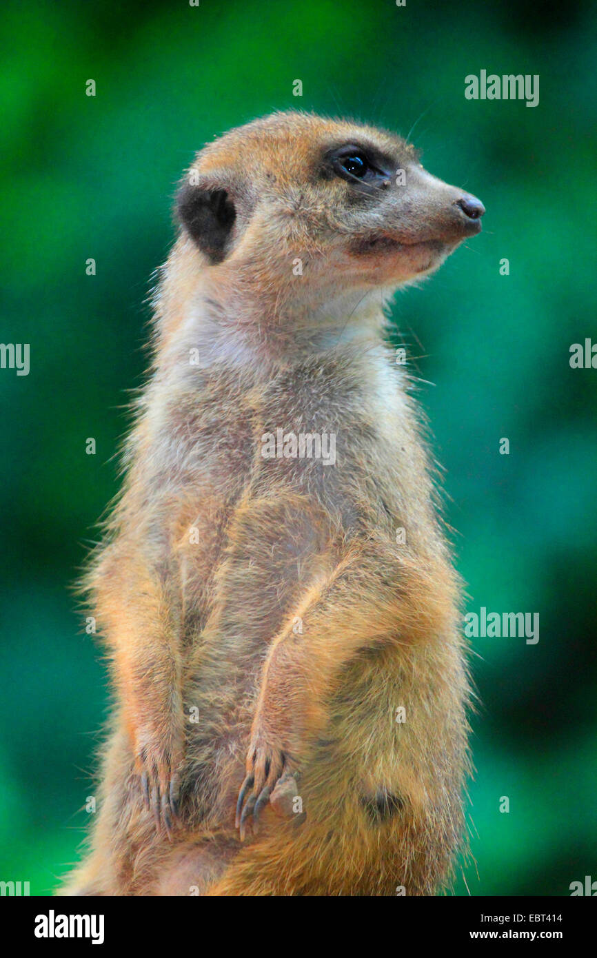 Suricate, sottile-tailed meerkat (Suricata suricatta), seduti sulle zampe posteriori e alla ricerca Foto Stock