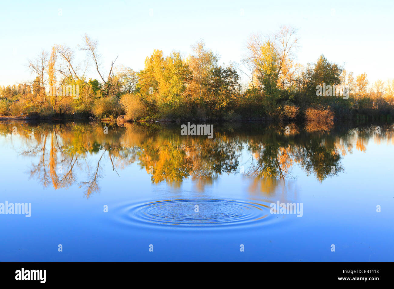 Aspen, Pioppo (Populus spec.), floodplain forest con pioppi in autunno, Germania Foto Stock