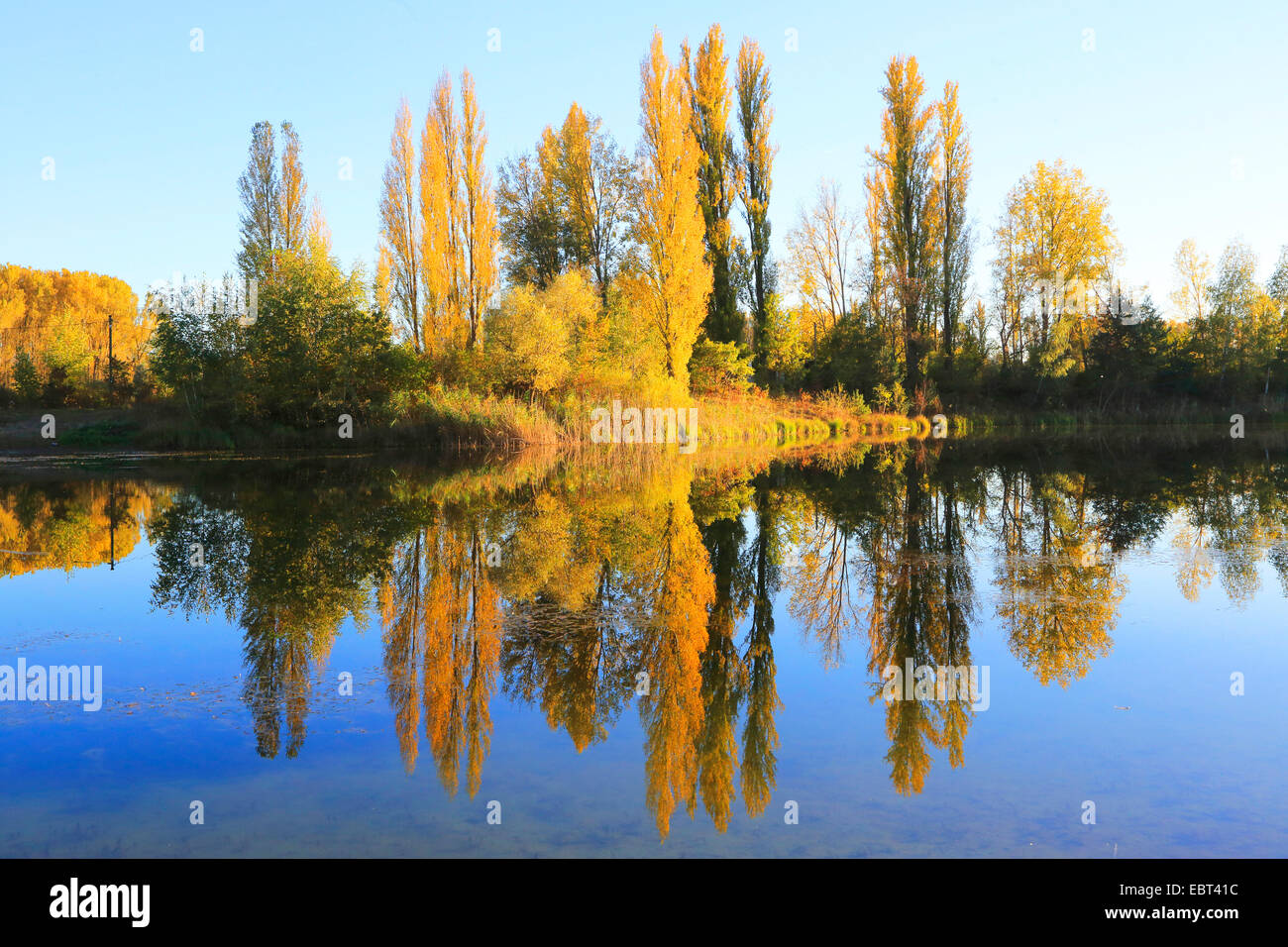 Aspen, Pioppo (Populus spec.), floodplain forest con pioppi in autunno, Germania Foto Stock