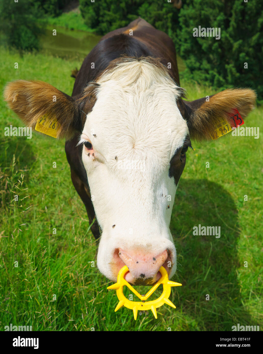 Gli animali domestici della specie bovina (Bos primigenius f. taurus), il bestiame con anello dentato, in Germania, in Baviera, Alta Baviera, Baviera superiore Foto Stock