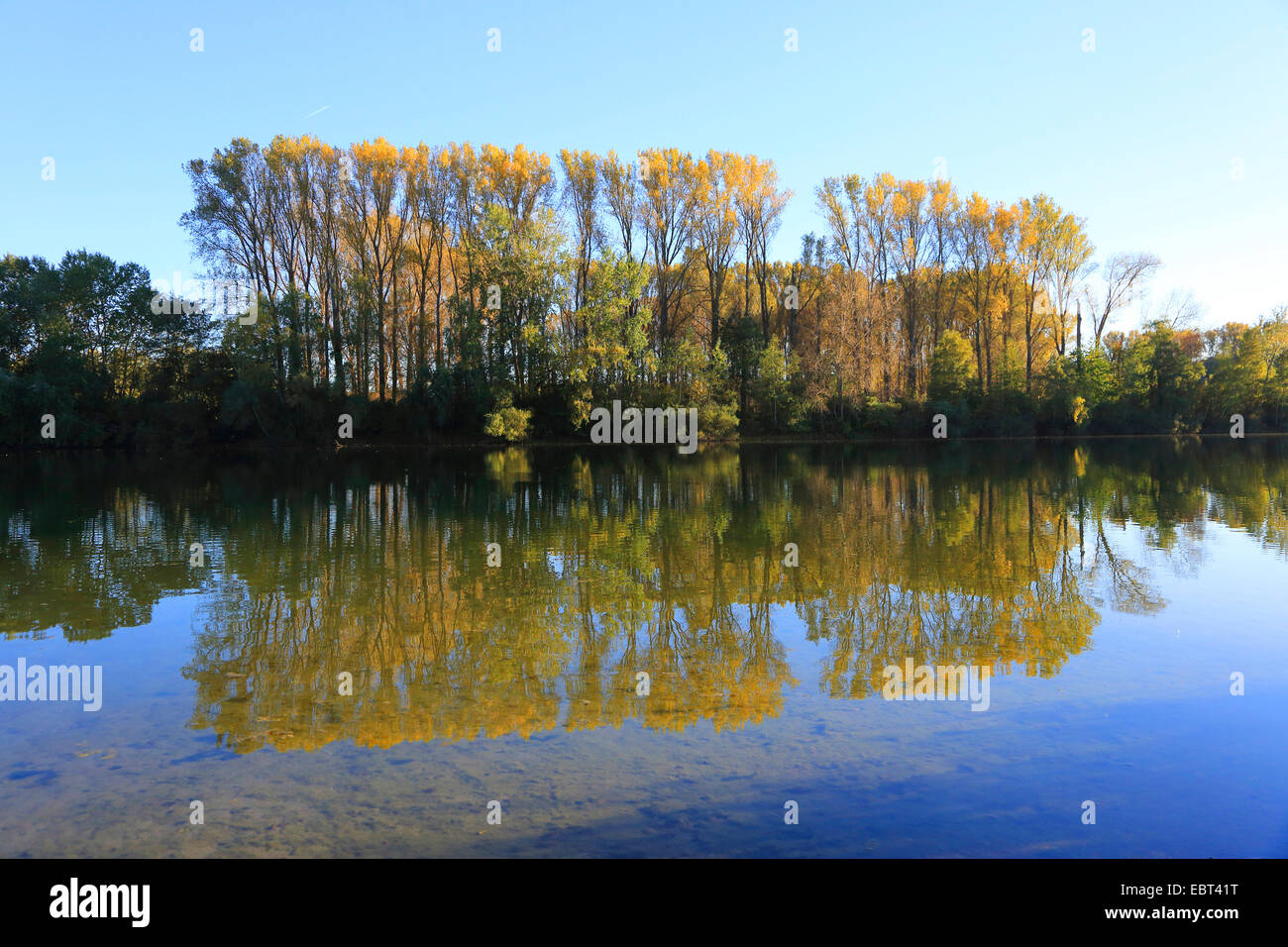 Aspen, Pioppo (Populus spec.), floodplain forest con pioppi in autunno, Germania Foto Stock