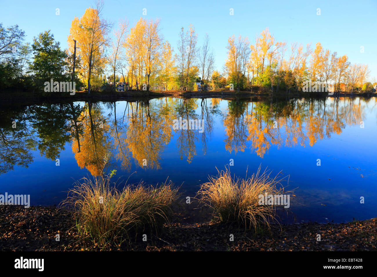 Aspen, Pioppo (Populus spec.), floodplain forest con pioppi in autunno, Germania Foto Stock
