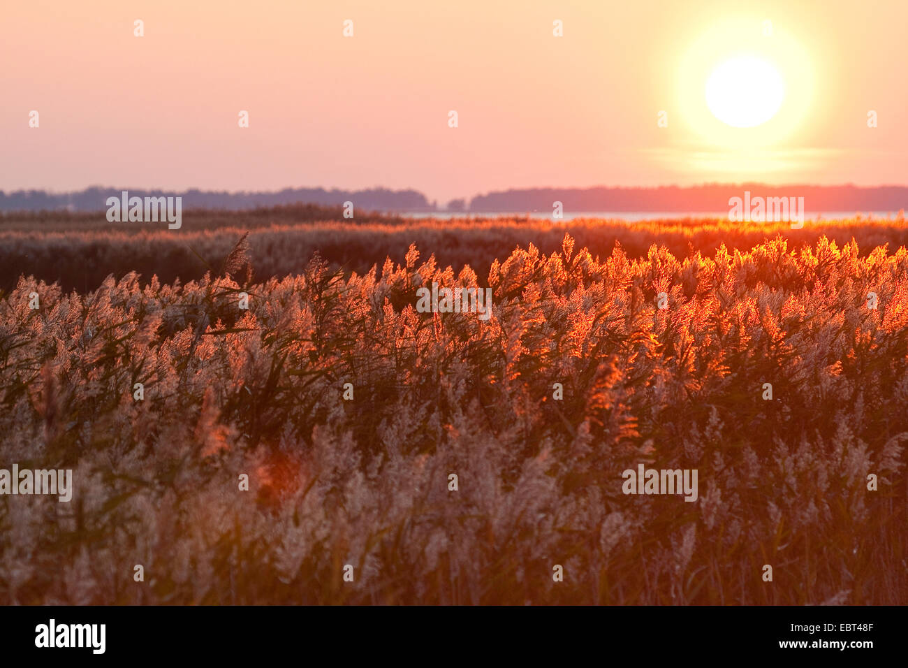 Erba reed, cannuccia di palude (Phragmites communis, Phragmites australis), tramonto su un reed, Germania Foto Stock