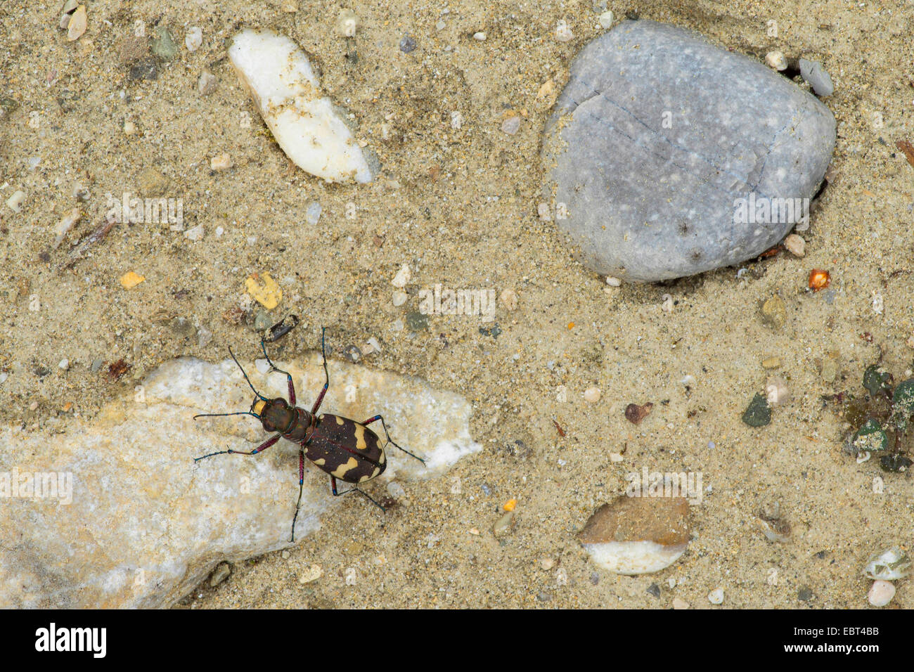 Dune tiger beetle (Cicindela hybrida), sul suolo sabbioso su una riva di un fiume, in Germania, in Baviera Foto Stock