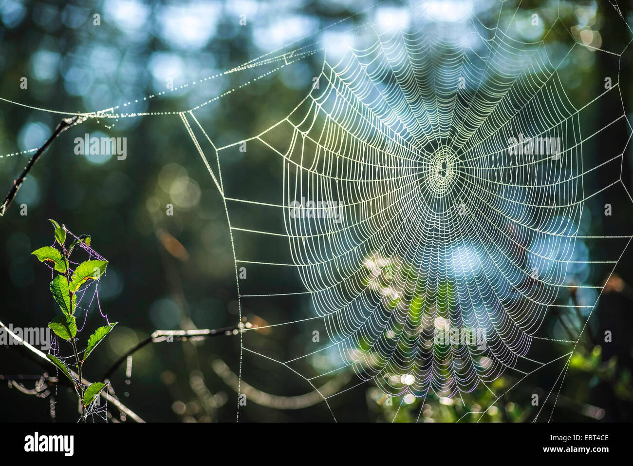 Spider Web con rugiada di mattina, in Germania, in Baviera, Oberbayern, Alta Baviera, Murnauer Moos Foto Stock
