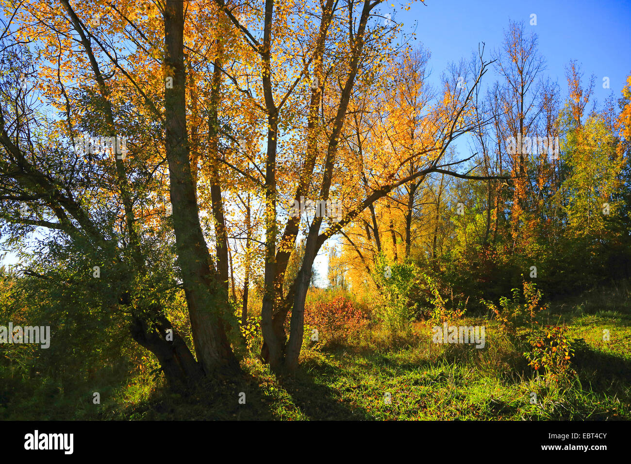 Floodplain Bosco in autunno, Germania Foto Stock