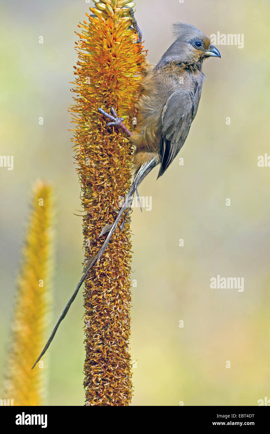 Chiazzato mousebird (Colius striatus), seduta in un infiorescenza, Sud Africa, Krueger National Park Foto Stock