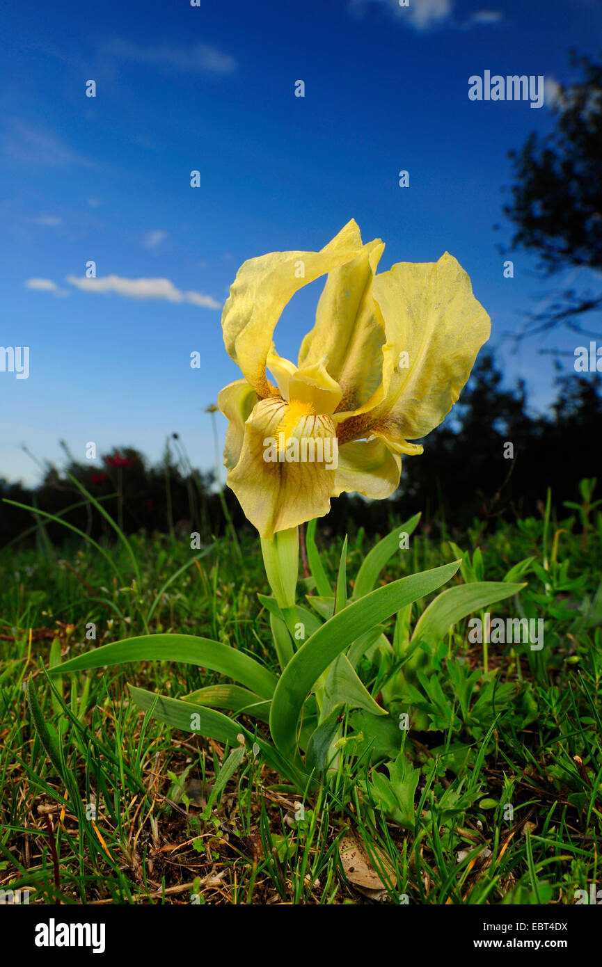 Iris Iris (spec.), fiore, Grecia, Macedonia, Olymp Foto Stock