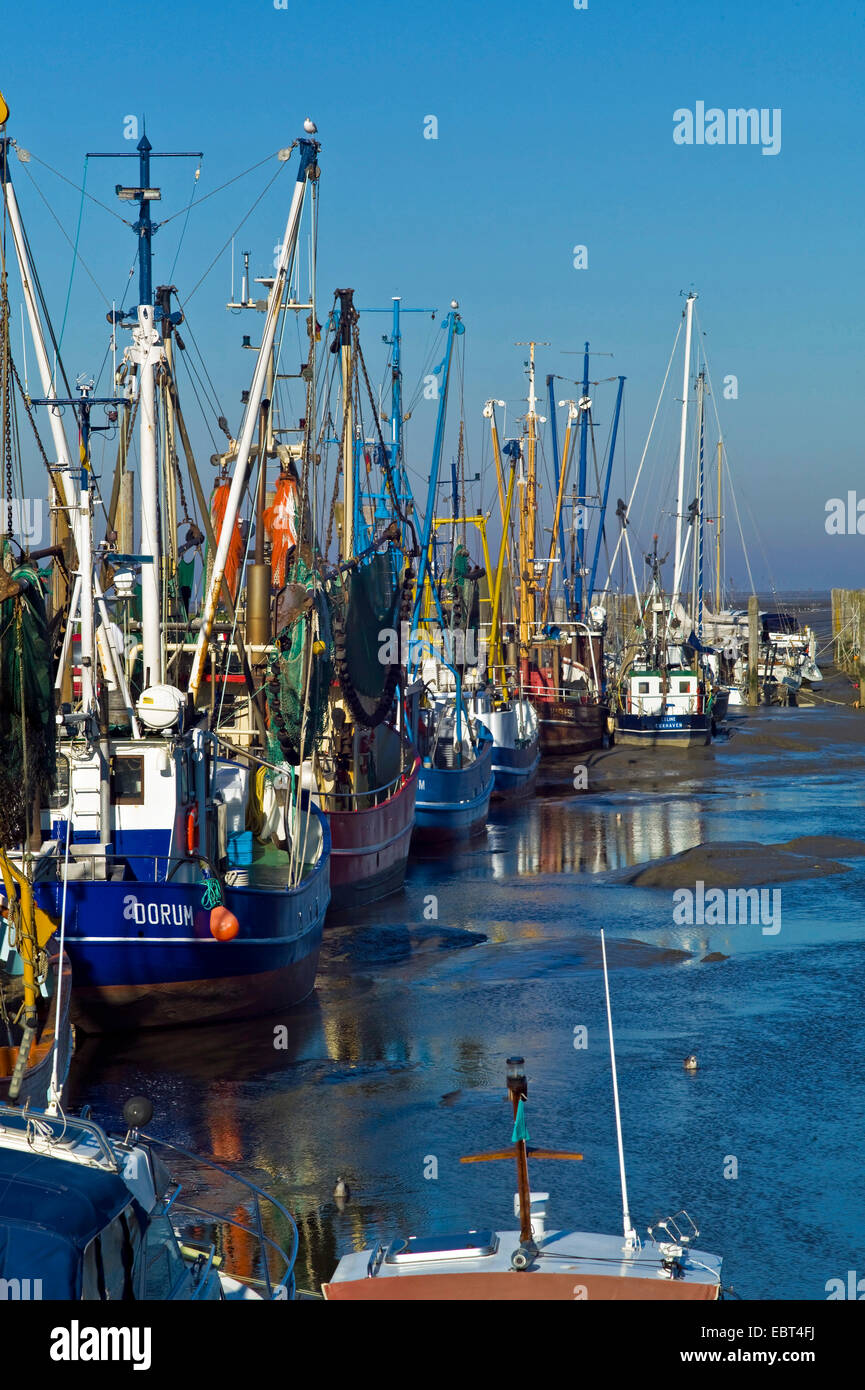 Gamberetti in porto con la bassa marea, Germania, Bassa Sassonia, Dorum Neufeld Foto Stock