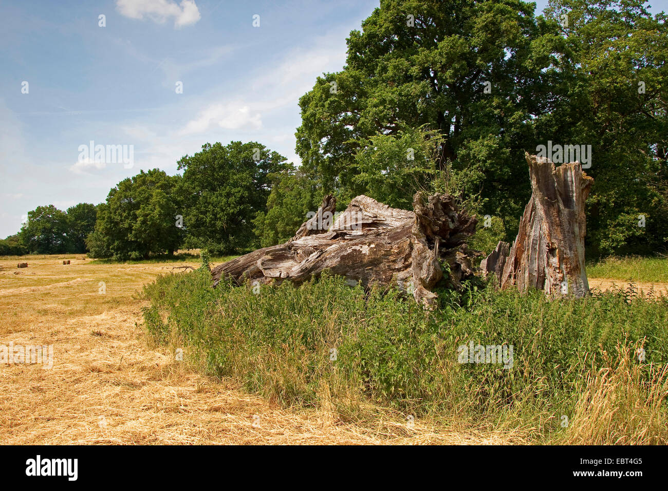 Comune di Quercia farnia, farnia (Quercus robur), albero morto come biotopo uft animali, Germania Foto Stock