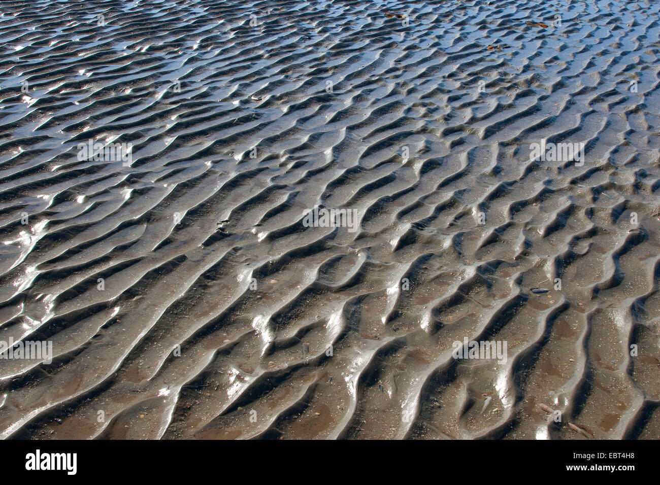 Il wadden sea a bassa marea, Germania, Schleswig-Holstein il Wadden Sea National Park Foto Stock