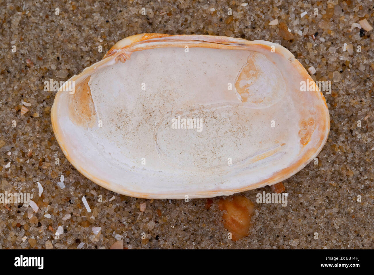 Pullet carpetclam, pullet Venere, tappeto pullet shell (Venerupis pullastra, Venerupis saxatilis, Venerupis perforans, Venerupis senegalensis, nastri pullastra), shell sulla spiaggia, Germania Foto Stock