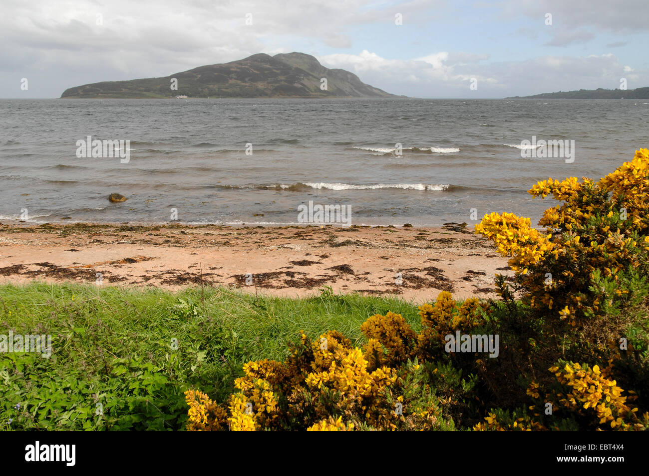 Gorse, furze, golden gorse (Ulex Europaeus), isola scozzese vicino all isola di Arran, Regno Unito, Scozia Foto Stock