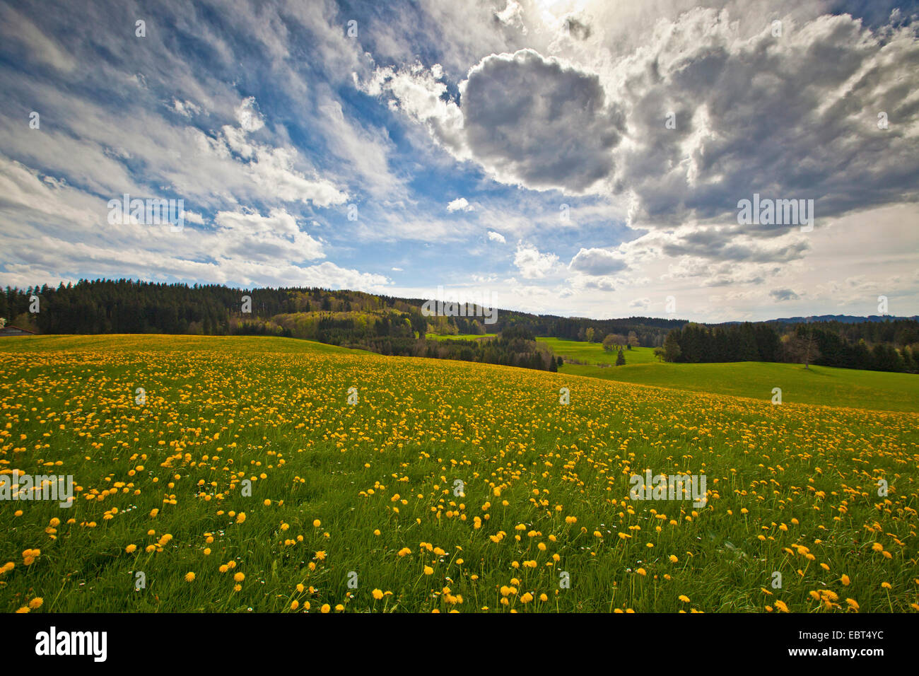Tarassaco (Taraxacum spec.), tarassaco prato e rari di cielo nuvoloso, in Germania, in Baviera, Murnau Foto Stock