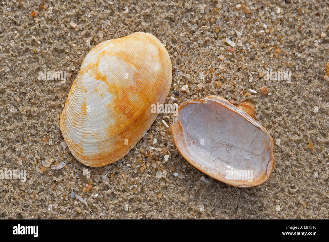 Pullet carpetclam, pullet Venere, tappeto pullet shell (Venerupis pullastra, Venerupis saxatilis, Venerupis perforans, Venerupis senegalensis, nastri pullastra), conchiglie sulla spiaggia, Germania Foto Stock
