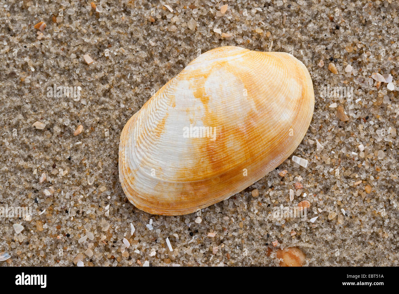 Pullet carpetclam, pullet Venere, tappeto pullet shell (Venerupis pullastra, Venerupis saxatilis, Venerupis perforans, Venerupis senegalensis, nastri pullastra), shell sulla spiaggia, Germania Foto Stock