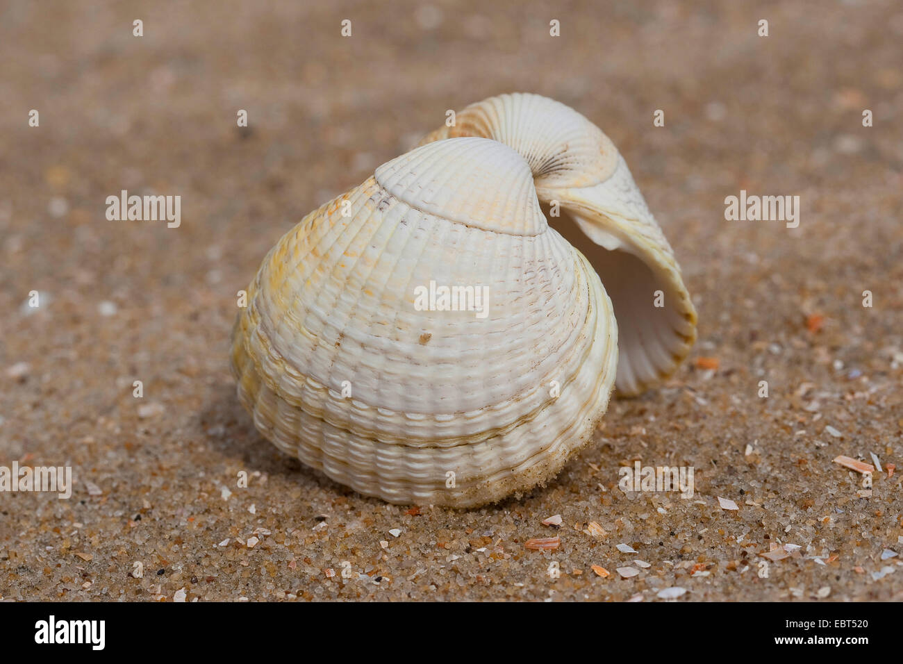 Il Cockle comune, politica europea comune in materia di arricciatura, commestibili (cockle Cerastoderma edule, Cardium edule), shell sulla spiaggia, Germania Foto Stock