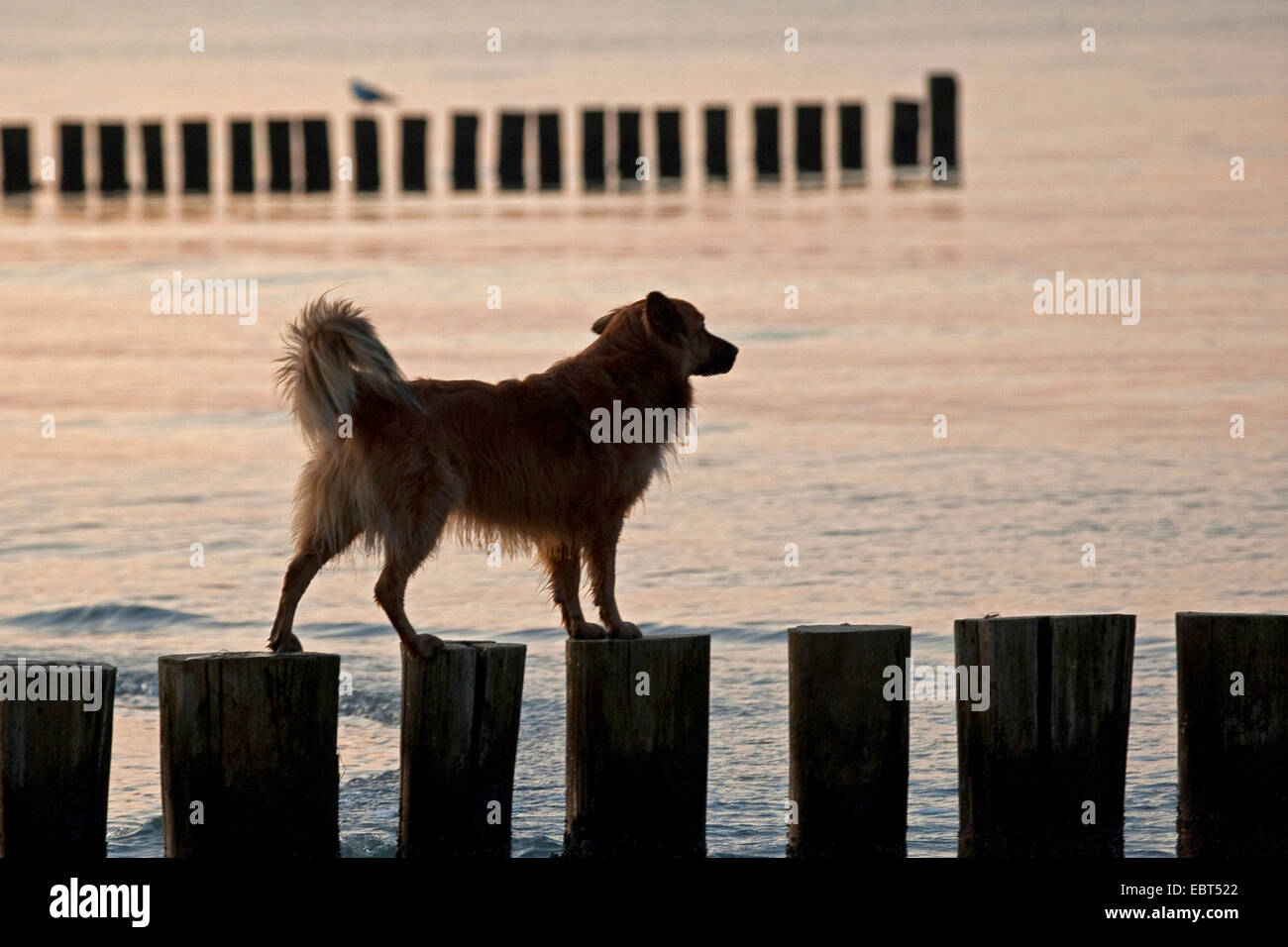 Bilanciamento del cane su sperone dighe, Germania, Meclemburgo-Pomerania, Zingst Foto Stock