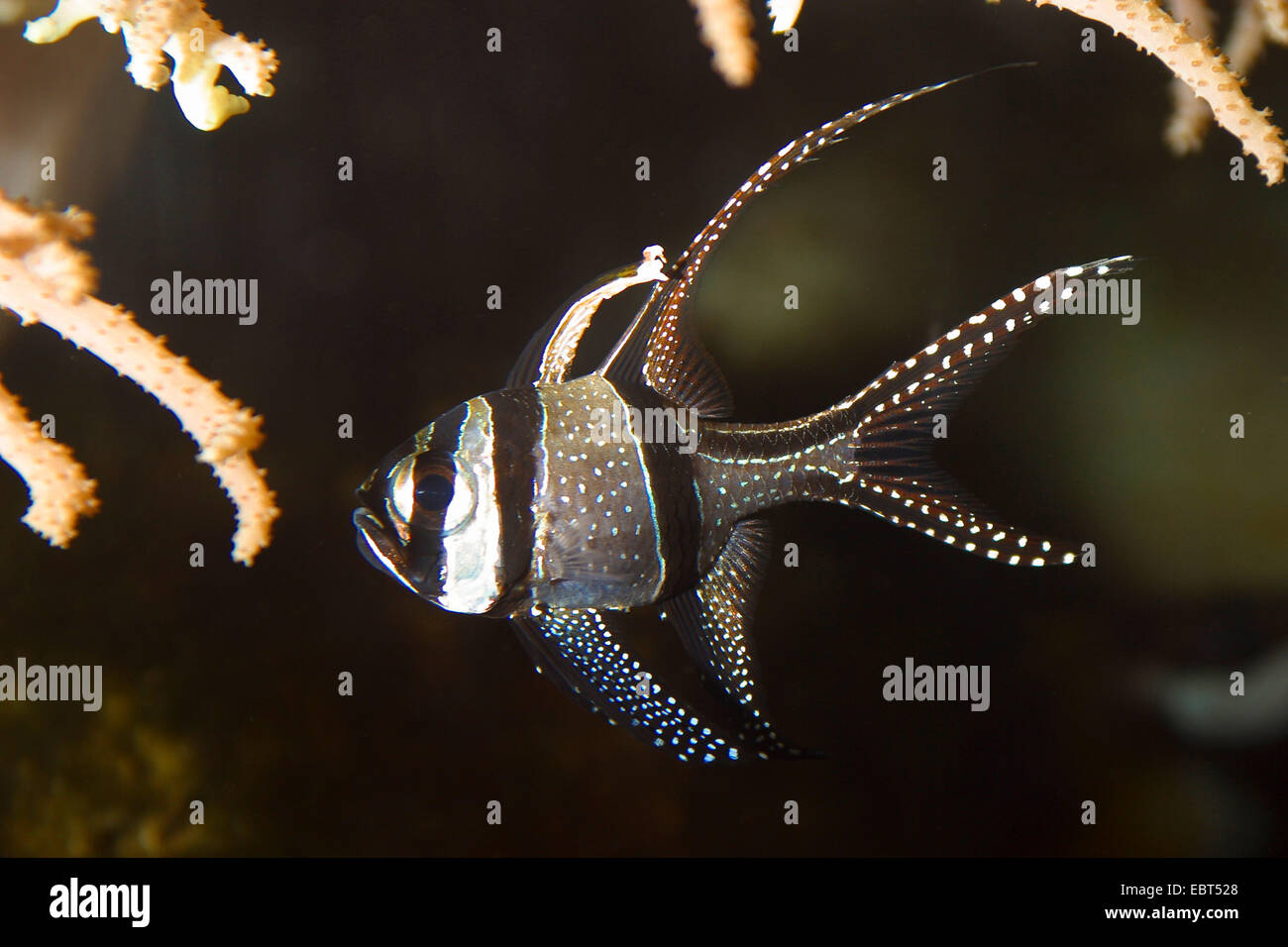 Banggai cardinalfish, Banggai pesci cardinale (Pterapogon kauderni, Apogon kauderni) Foto Stock