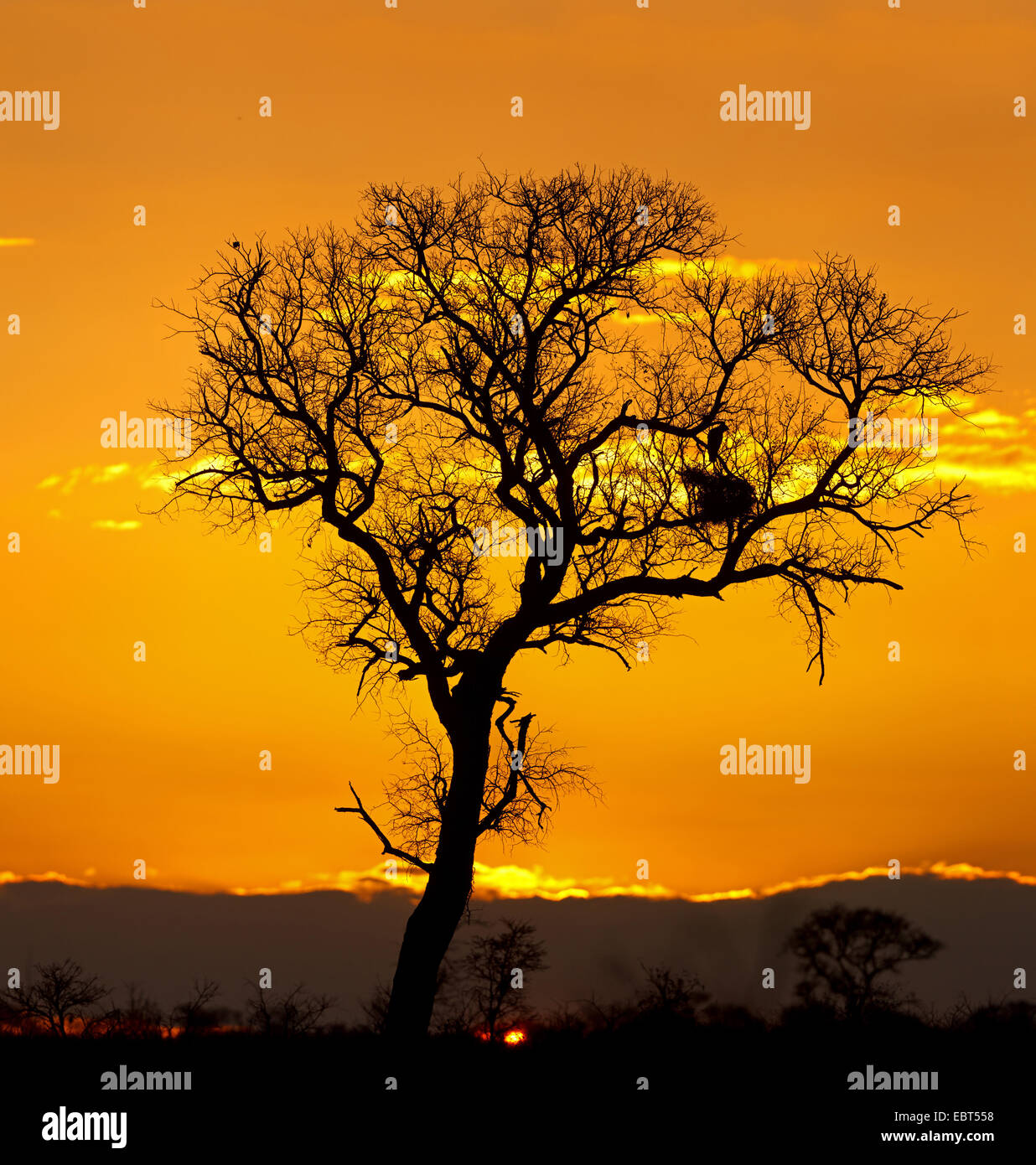 Unico albero nel tramonto, Sud Africa, Krueger National Park Foto Stock