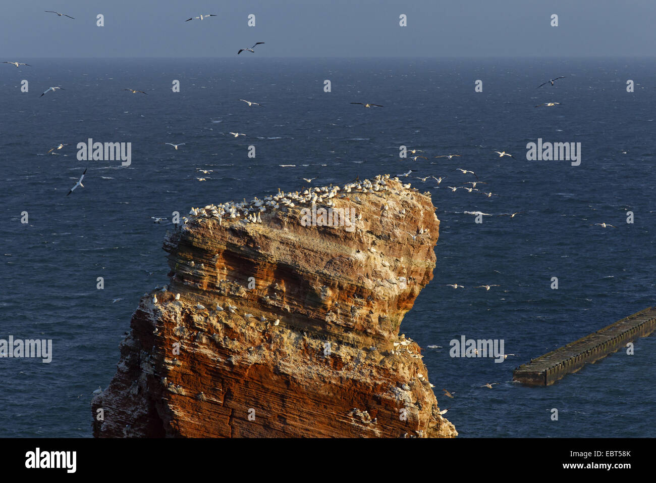 Lange Anna, Germania, Schleswig-Holstein, Isola di Helgoland Foto Stock