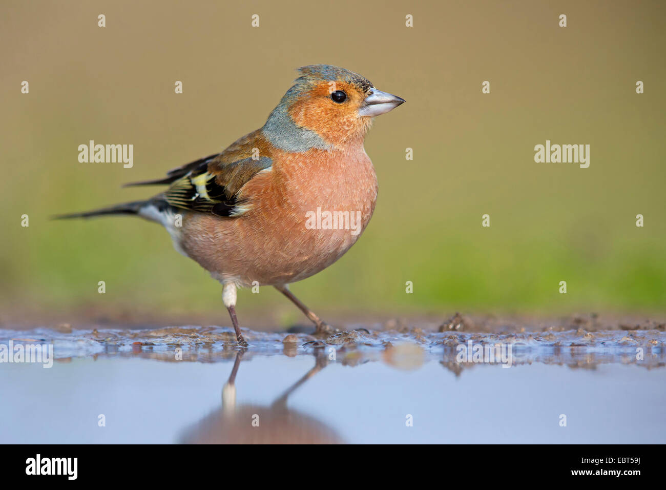 (Fringuello Fringilla coelebs), in piedi in una pozza, in Germania, in Renania Palatinato Foto Stock