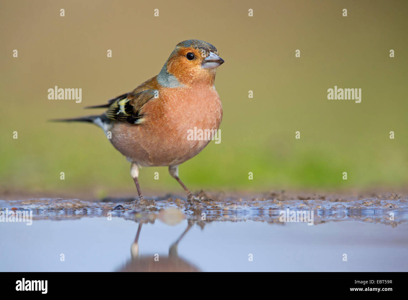 (Fringuello Fringilla coelebs), in piedi in una pozza, in Germania, in Renania Palatinato Foto Stock