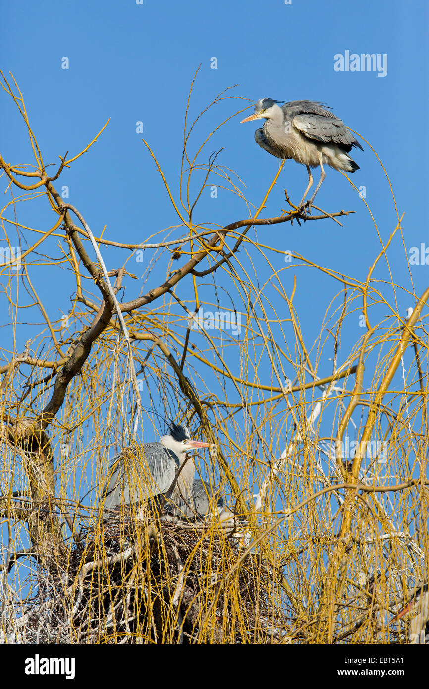 Airone cinerino (Ardea cinerea), due aironi cenerini seduto presso il nido, GERMANIA Baden-Wuerttemberg Foto Stock