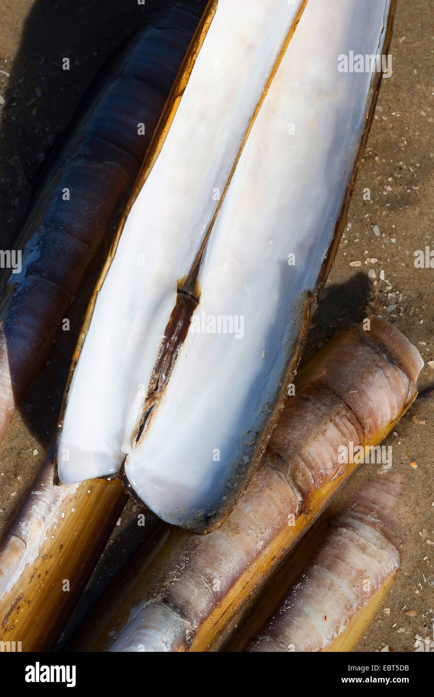 Atlantic ribaltarsi, bambù vongola, American ribaltarsi vongola, Cannolicchio curvo (Ensis directus, Ensis americanus), conchiglie sulla spiaggia, Germania Foto Stock