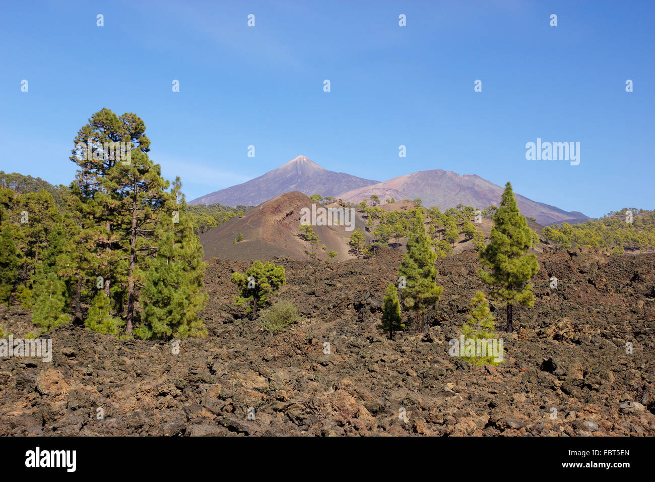 In canarie pine (Pinus canariensis), cono di scorie Chinyero e pietre di lava, il Teide e Pico Viejo in background, Isole Canarie, Tenerife, Parco Nazionale del Teide Foto Stock