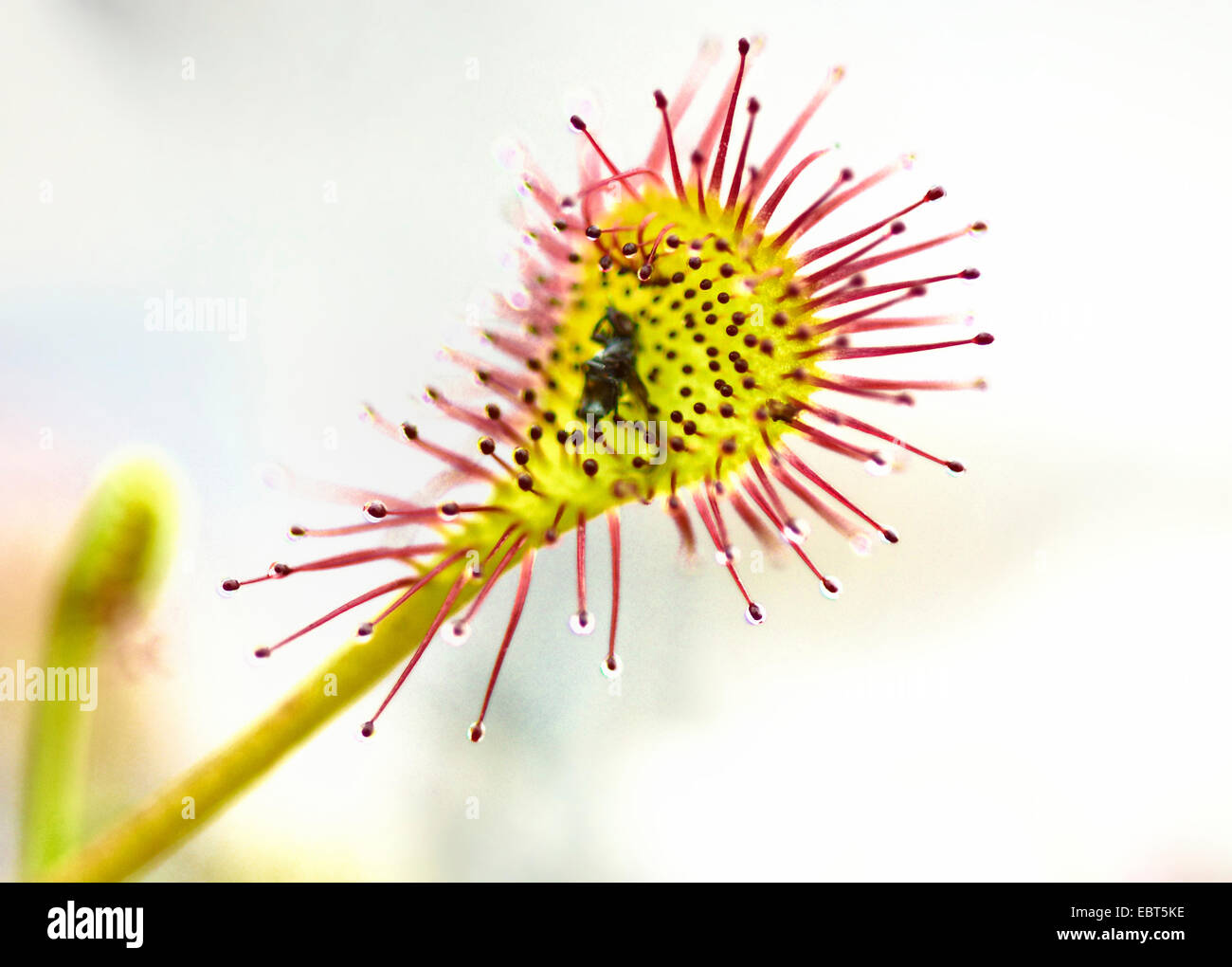 A lungo lasciato sundew, oblunga-lasciava sundew, cucchiaio-lasciava sundew (Drosera intermedia), a foglia con catturato preda, Germania Foto Stock