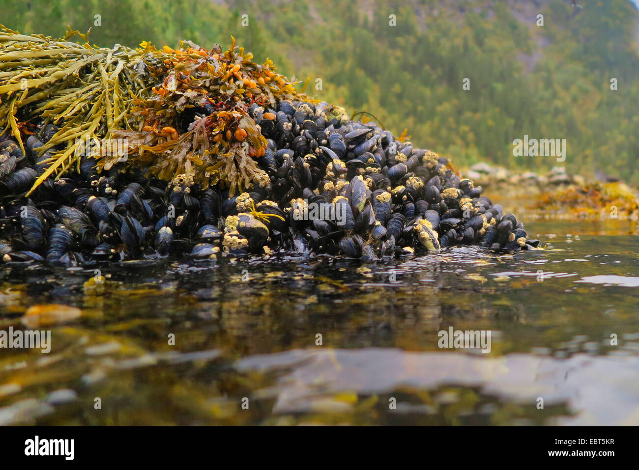 Mitili (Mytiloidea), colonia di Mitili Blu a bassa marea con vescica wrack, Norvegia, Nordland Foto Stock