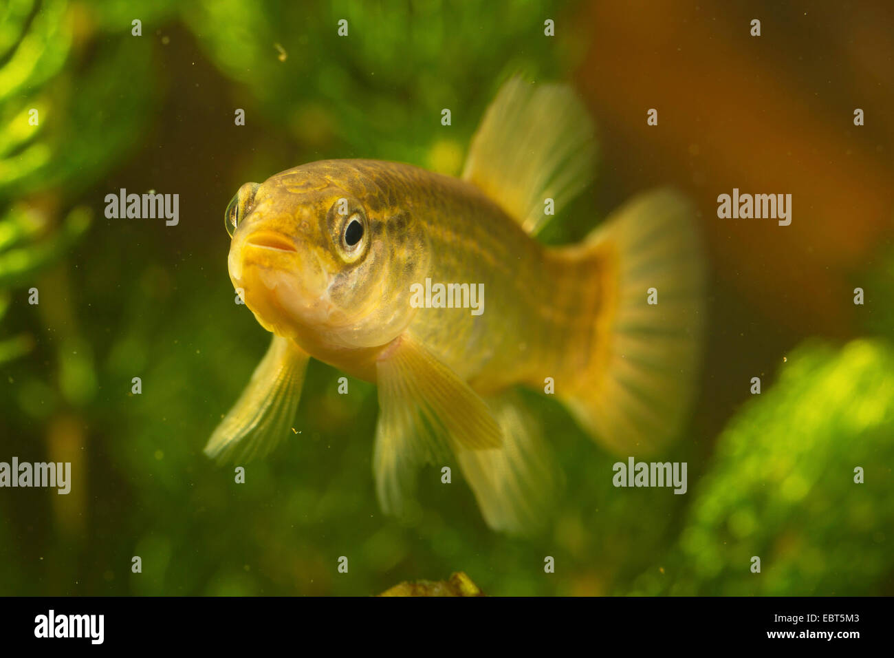 Mudminnow orientale (Umbra pygmaea), vista font, close up Foto Stock