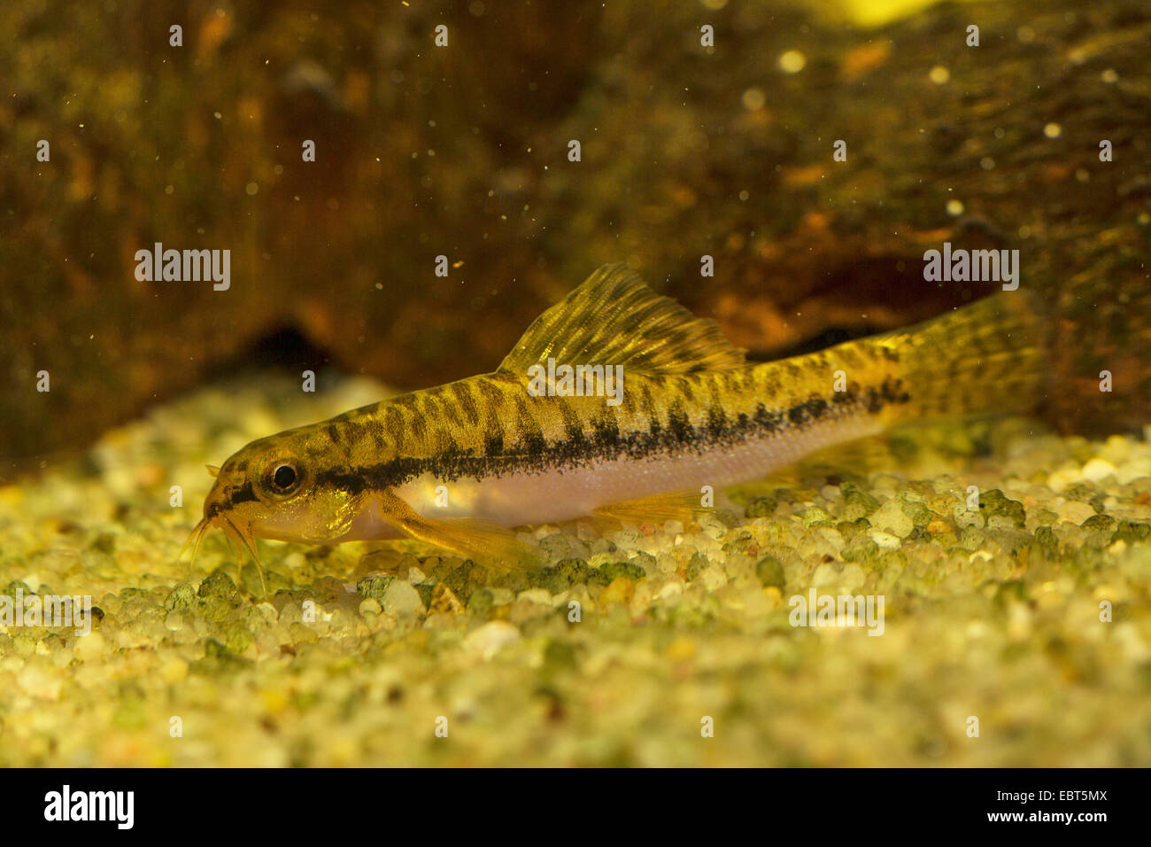 Acanthocobitis zonalternans (Acanthocobitis zonalternans, Paracanthocobitis zonalternans, Noemacheilus phuketensis) di intera lunghezza verticale, vista laterale Foto Stock