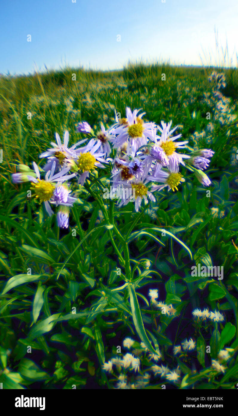 Mare (aster Aster tripolium), al mare del Nord, Germania, Bassa Sassonia, Frisia orientale, Pilsumer Watt Foto Stock