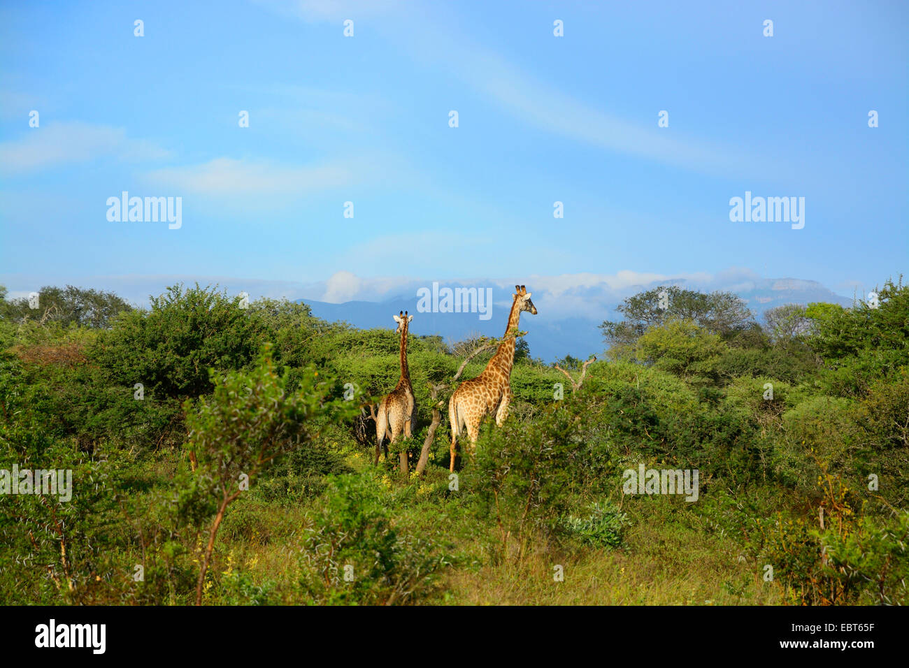 Giraffe (Giraffa camelopardalis) nella boccola di Savannah, Sud Africa, Krueger National Park, Kapama-Reservat Foto Stock