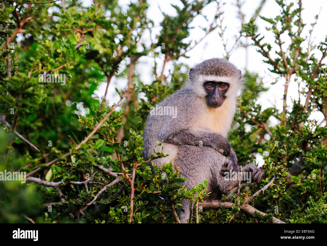 Vervet, Vervet monkey (Chlorocebus pygerythrus), seduto su un albero, Sud Africa Foto Stock