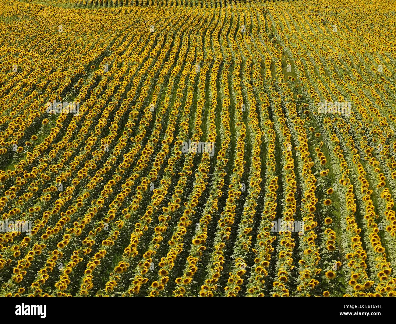 Comune di girasole (Helianthus annuus), campo di girasole, Repubblica Ceca Foto Stock