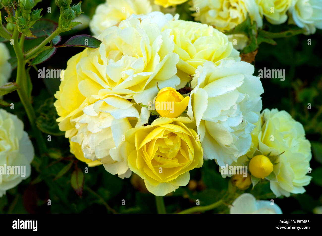 Rose ornamentali (Rosa "d'Oro" di confine, Rosa confine d'Oro), fiori Foto Stock