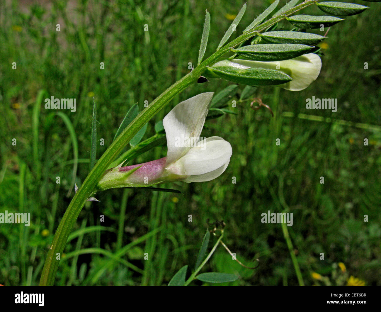 Giallo-veccia (Vicia lutea), fioritura, in Germania, in Renania Palatinato Foto Stock
